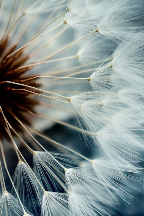 Paardenbloem in tinten blauw en wit