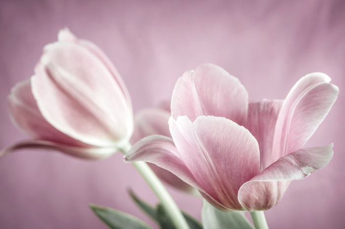 Romantische roze tulpen op een wazige achtergrond