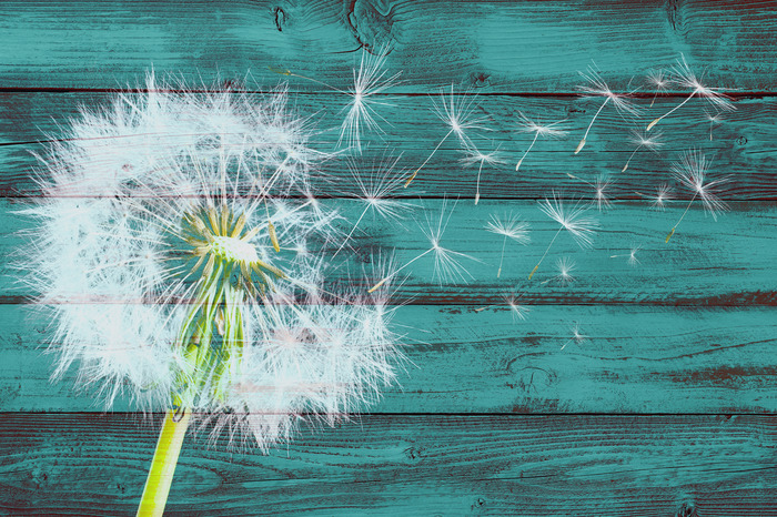 Paardenbloem met zaden op een turquoise houten achtergrond