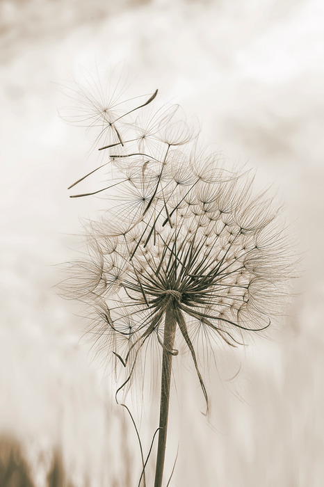 Een paardenbloem met vliegende zaden tegen een bewolkte lucht