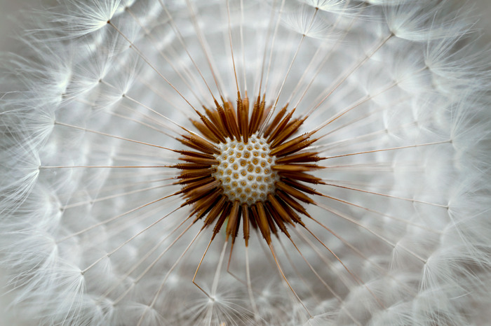 Een close-up van het hart van de paardenbloem