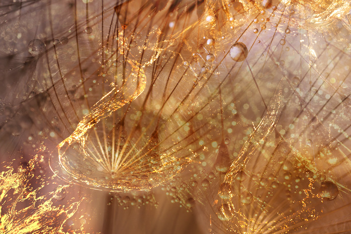 Paardenbloemen in warme kleuren met expressieve reflecties