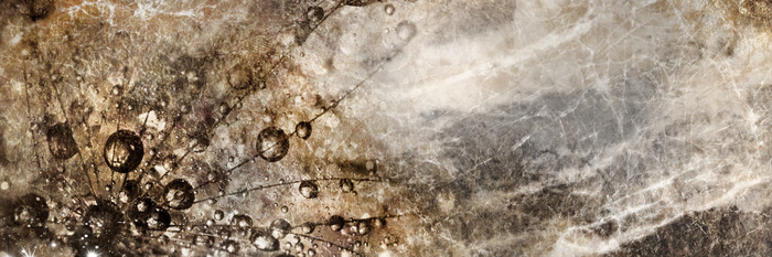 Donkere paardenbloem met sepia dauw