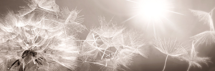 Heldere paardenbloemen in het licht in een monochromatische opname