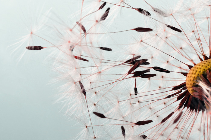 Lichte paardenbloemzaden op een blauwe achtergrond