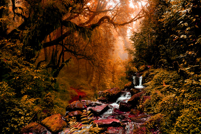 Waterval in een donker herfstbos