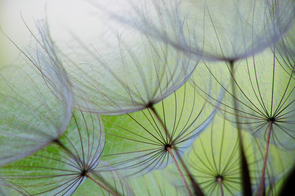 Dandelion in the wind