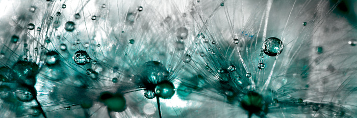 Macro-opname van een paardenbloem met waterdruppels in het groen