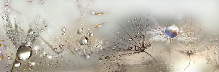 Paardenbloemen in een lichtgevende compositie met druppels