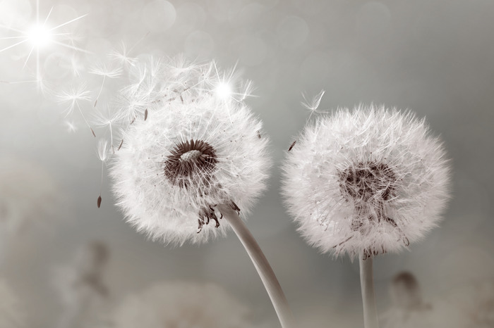 Heldere paardenbloemen met wegvliegende zaden
