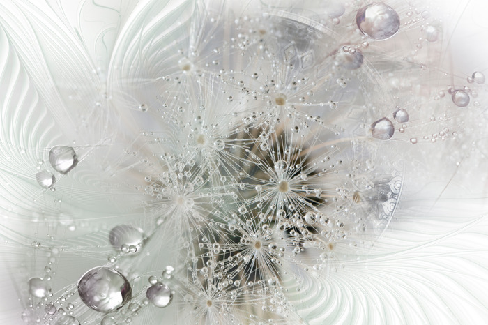 Paardenbloemen in waterdruppels op een grijze achtergrond