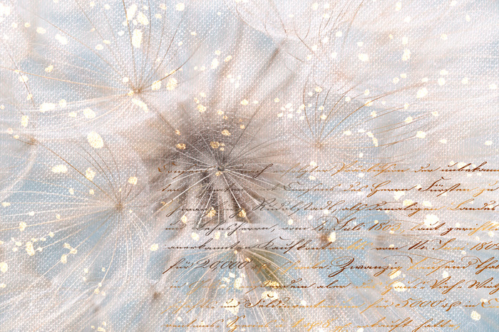 Paardenbloemen op een blauwe achtergrond met tekst en licht