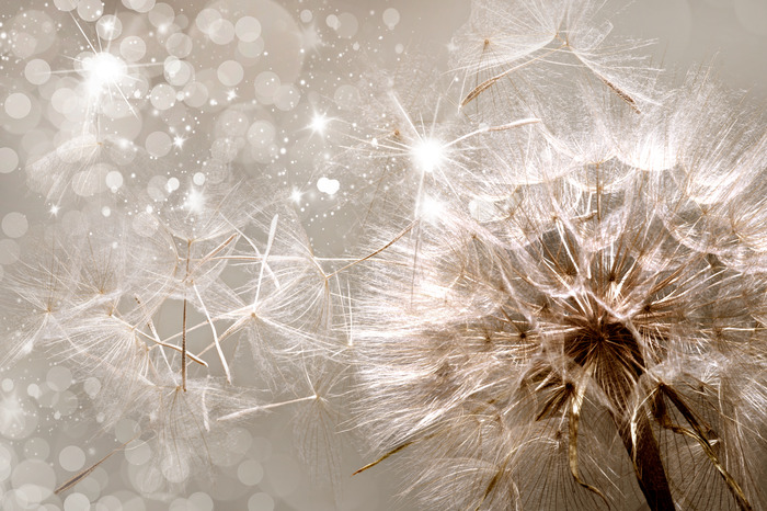 Paardenbloemzaden vliegen weg in de gloed en het licht