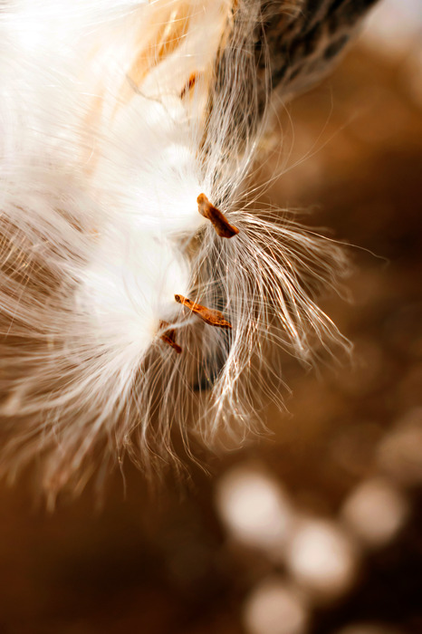 Delicate paardenbloemzaden op een bruine achtergrond