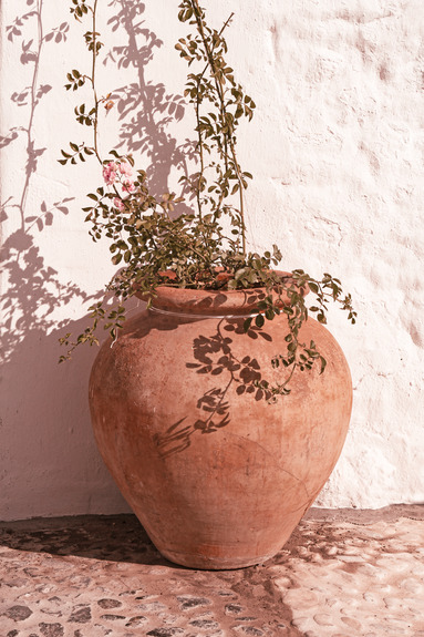 Een aarden pot met een tere plant
