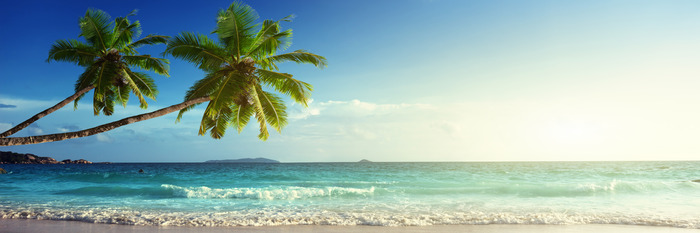 Twee palmbomen leunend over de turquoise oceaan