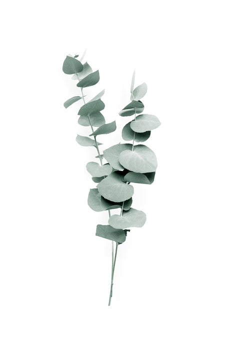 Eucalyptus scheuten op een witte achtergrond