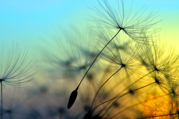 Close-up van een paardenbloem bij zonsondergang