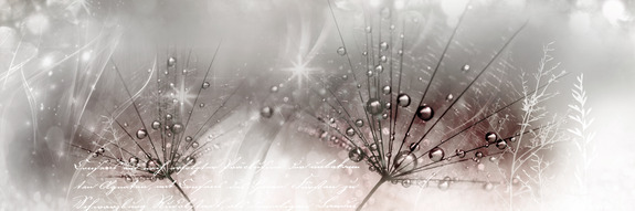 Drops of dew (1 part) pink narrow