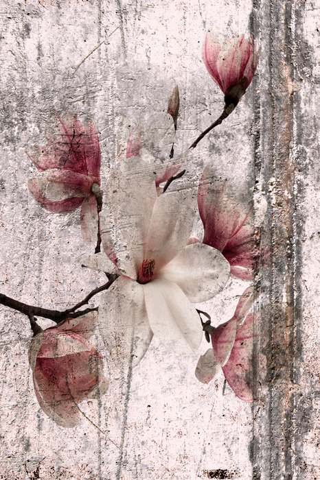 Magnoliabloemen in een wit en roze vintage arrangement