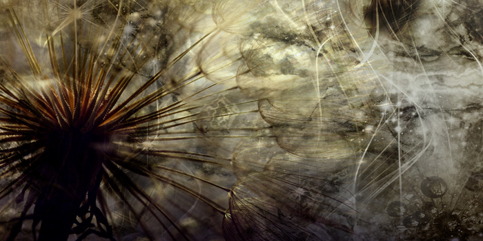 Paardenbloem in donkere tinten bruin en grijs