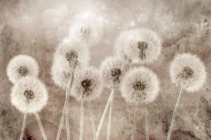 Pluizige paardenbloemen tegen een beige muur