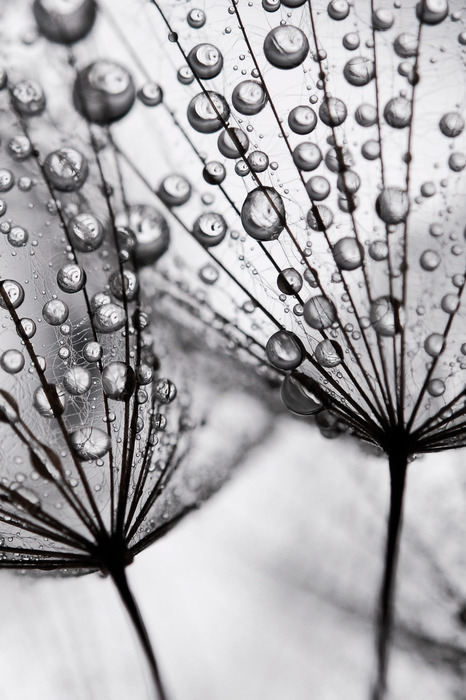 Dauwdruppels op paardenbloemzaden