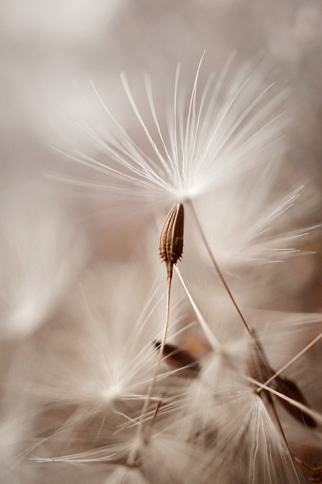 Delicate paardenbloemzaadjes op een beige achtergrond