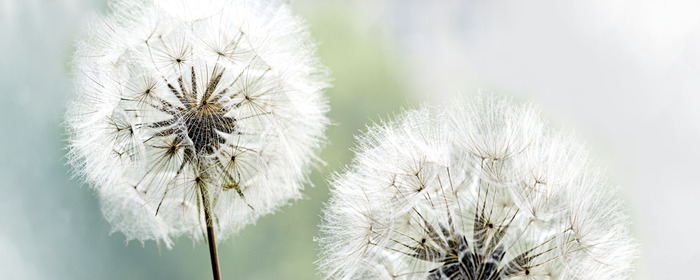Paardenbloemen in zacht licht en wazigheid