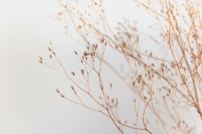 Delicate gedroogde scheuten met kleine zaadjes