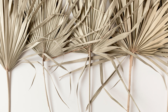 Beige droge palmbladeren op een witte achtergrond