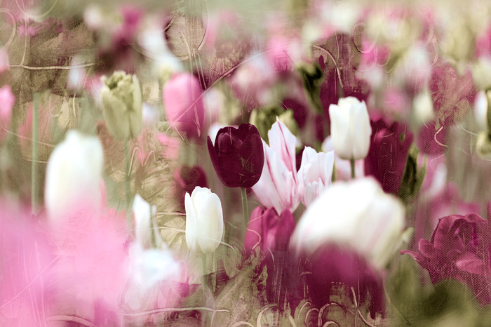 Delicate tulpen in roze en witte tinten