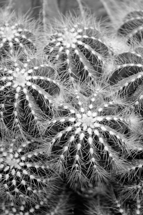 Zwart-witte cactussen van bovenaf gezien