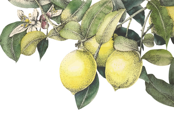 Citroenplantmotief met groene bladeren en fruit