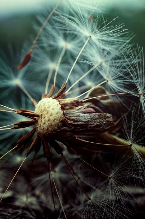 Een foto van een paardenbloem in de verspreidingsfase
