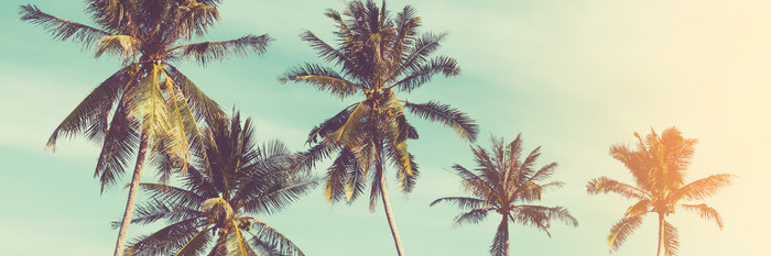 Palmbomen tegen een pastelkleurige lucht