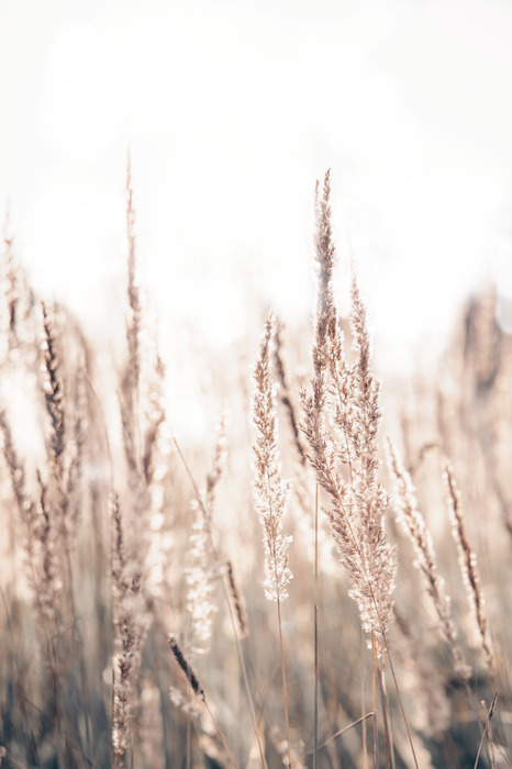 Delicate grassprietjes tegen een lichte achtergrond