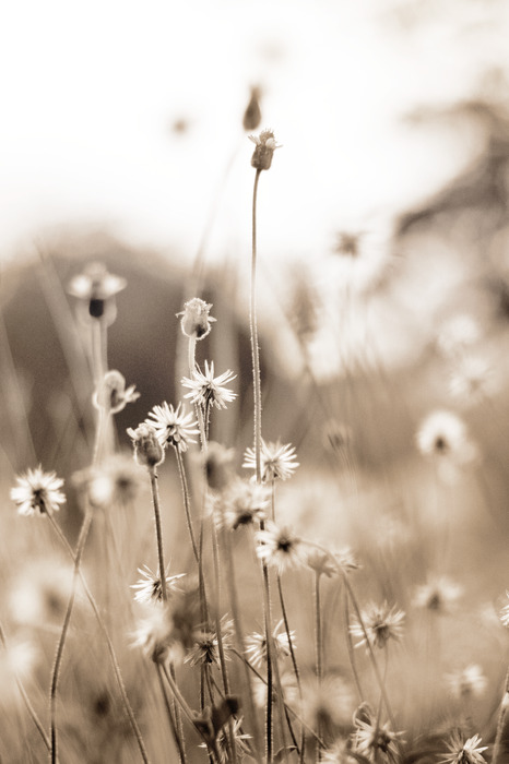 Kleine wilde bloemen tegen een wazige achtergrond