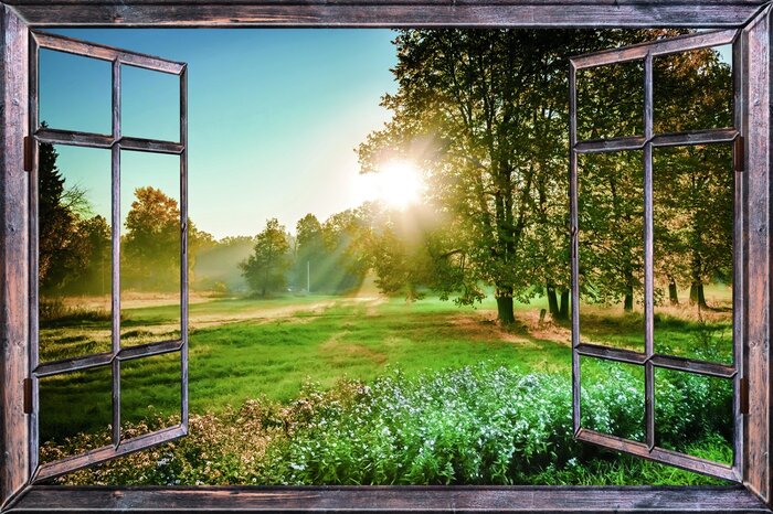 Ochtendzicht op de weide en bomen in de zon