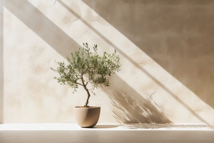 Een elegante olijfboom in een pot