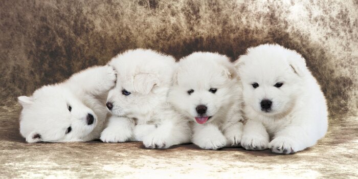 Schattige witte puppy&#39;s op een contrasterende achtergrond