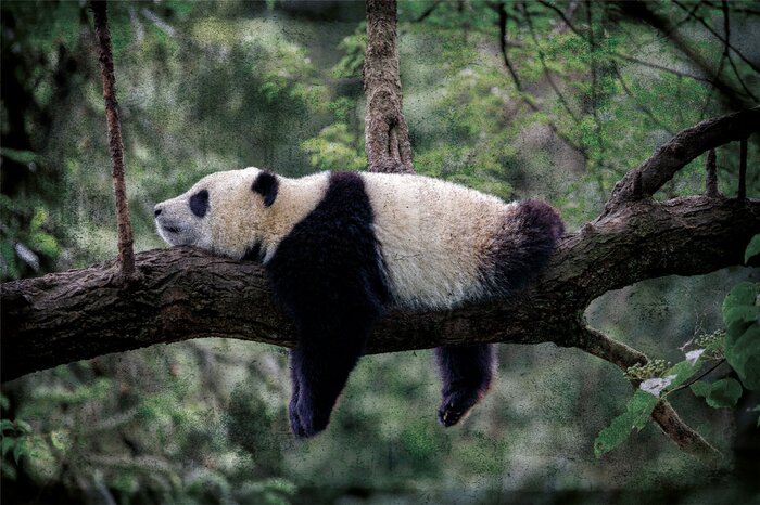 Een boomhut voor panda&#39;s tussen de bladeren