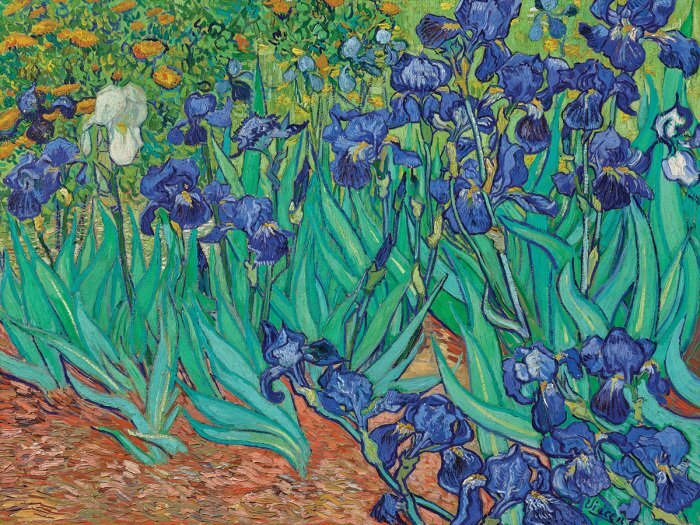 Blauwe tulpen verlichten een groene weide