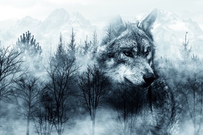 Een wolf in een mistig zwart-wit naaldbos