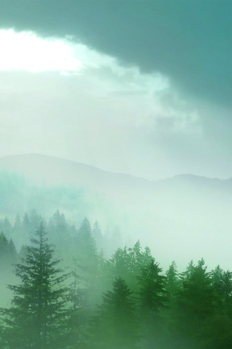 Een mysterieus sparrenbos gehuld in dikke mist