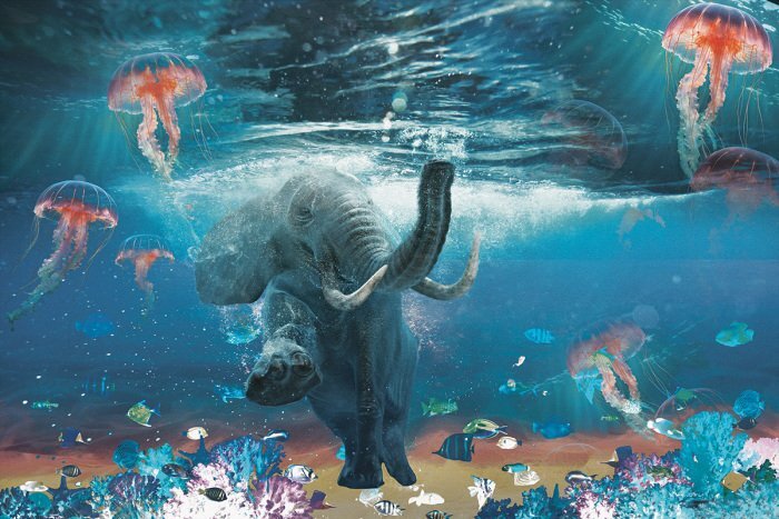 Een olifant in een tropische oceaan tussen kleurrijke riffen