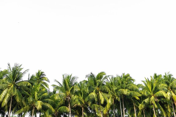 Lush palm trees on a blank background