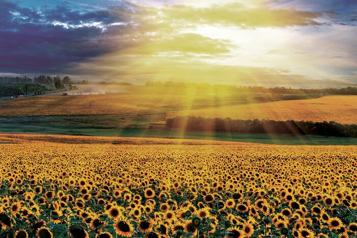 Een schilderachtig zonnebloemlandschap bij warme schemering