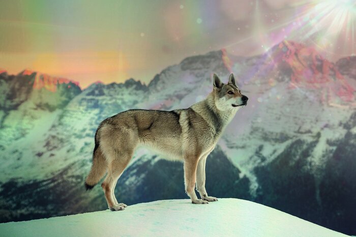 Een majestueuze wolf tegen een bergzonsondergang