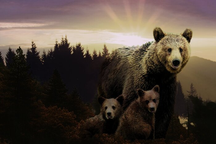 Bruine beren in het licht van de ondergaande zon